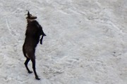 68  Camosci si rinfrescano e giocano sulla neve (maxi zoom)